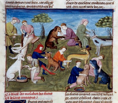 Comment soigner les chiens de chasse pour les maladies et les blessures Miniature tirée du "Livre de la chasse" de Gaston III Phoebus, Comte de Foix, Seigneur de Béarn (1331-1391) - Unknown artist
