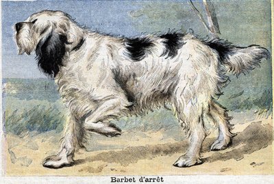 Chien de chasse : Barbet en arrêt - Unknown artist