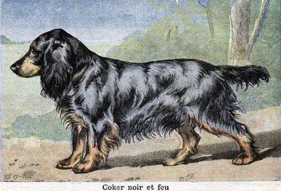 Chien de chasse : Cocker noir et feu - Unknown artist