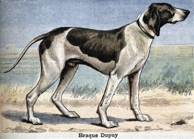 Chien de chasse : Braque Dupuy - Unknown artist