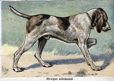 Chien de chasse : Braque allemand - Unknown artist