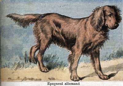 Chien de chasse: Épagneul allemand - Unknown artist