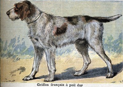 Chien de chasse : Griffon français à poil dur - Unknown artist
