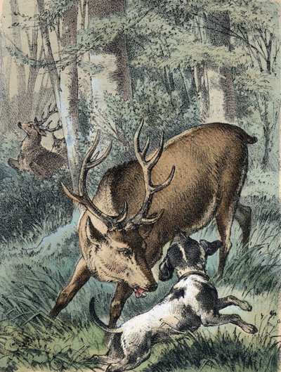 Illustration des contes de Franz Hoffmann « Contes et Fables - Les 2 cerfs » : un cerf s