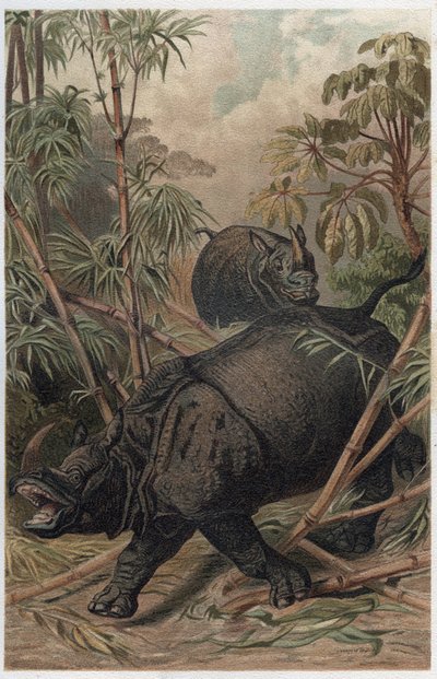 Rhinocéros indien - Le rhinocéros indien (Rhinoceros unicornis) - gravure de 