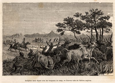 Les armes des Baris indigènes (population du Soudan) arcs et flèches, fuyant avec les troupeaux confisqués par Sir Baker pour les empêcher d