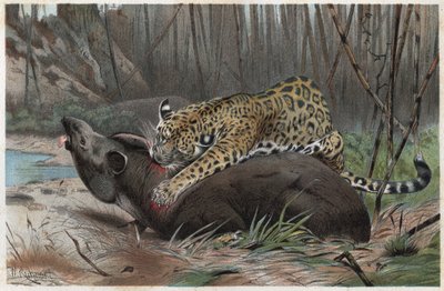 Jaguar (Panthera onca) - gravure de "La Vie des Animaux" par Alfred Edmund Brehm (1829-1884) - Unknown artist