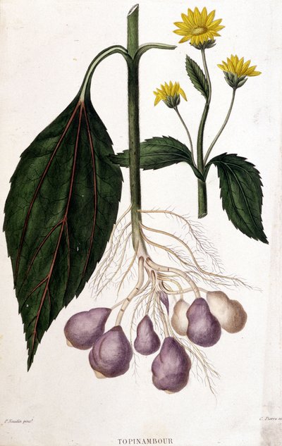Topinambour - planche botanique - Unknown artist