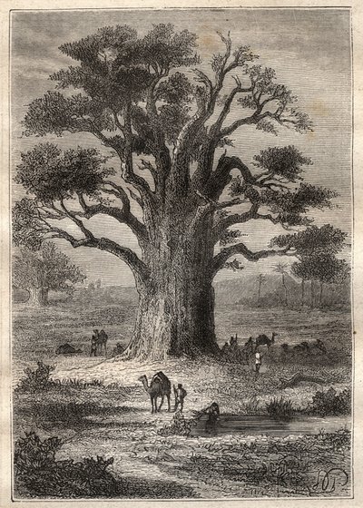 Voyage (1798) de Frédéric Conrad Hornemann (1772-1801) au Fezzan (Libye) : un baobab - illustration tirée de 