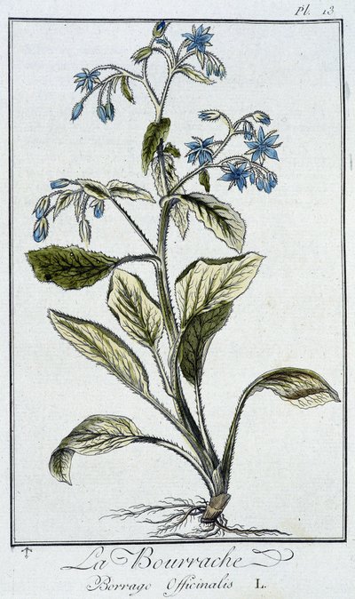La Bourrache (Borrage Officinalis) - dans "Exercises de botanique à l