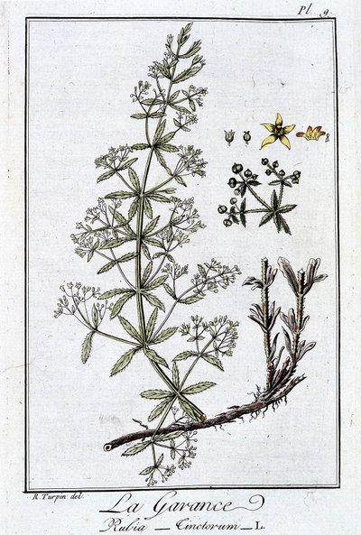 La Garance (Rubia Tinctorum) - dans "Exercices de botanique à l