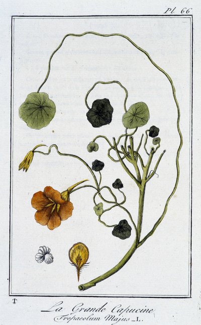 La grande capucine (Tropaeolum majus) - dans «Exercices de botanique à l