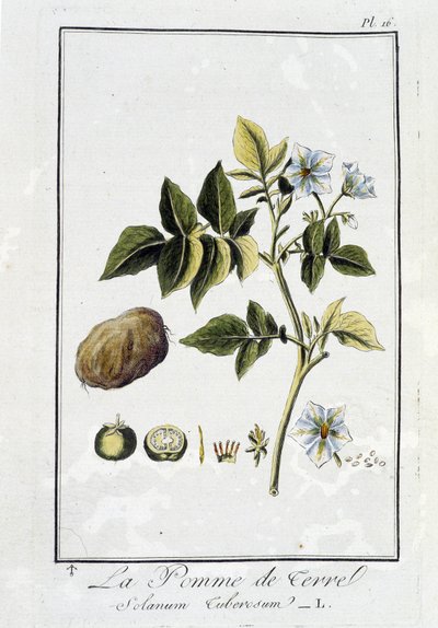 La Pomme de terre (Solanum Tuberosum) - dans "Exercices de botanique à l