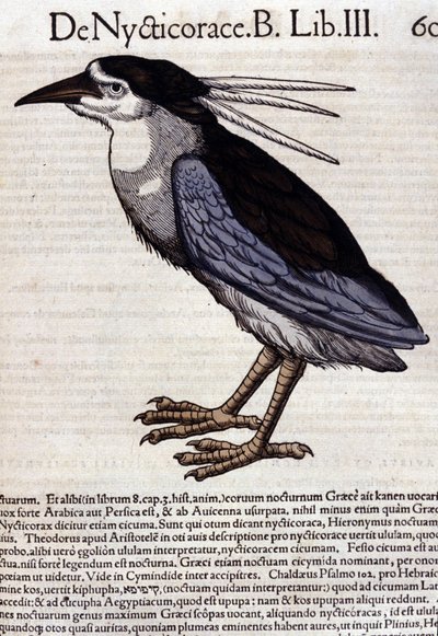 Le bihoreau dans Historia Animalium de Conrad Gesner (1516 - 1565), Tiguri - Unknown artist