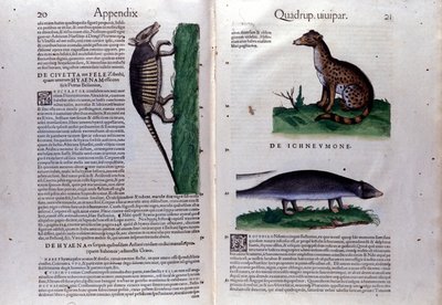 La civette, la hyène et la mangouste, dans Historia Animalium de Conrad Gesner (1516 - 1565), Tiguri - Unknown artist