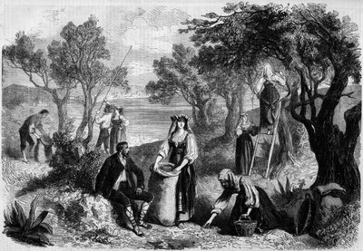 La cueillette des olives en Italie - Unknown artist