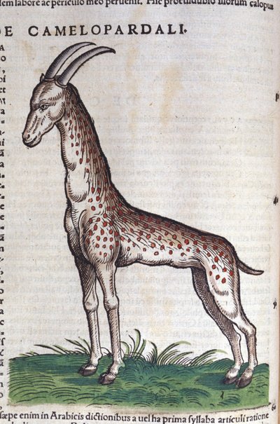 La girafe. dans Historia Animalium de Conrad Gesner (1516-1565), Tiguri - Unknown artist