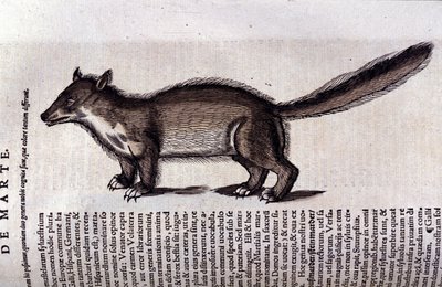 La martre dans Historia Animalium de Conrad Gesner, Tiguri - Unknown artist