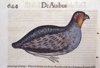 La perdrix dans Historia Animalium de Conrad Gesner, Tiguri - Unknown artist