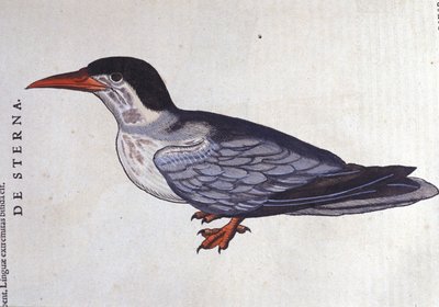 La sterne ou hirondelle de mer dans Historia Animalium de Conrad Gesner (1516 - 1565), Tiguri - Unknown artist