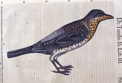La grive dans Historia Animalium par Conrad Gesner (1516 - 1565), Tiguri - Unknown artist