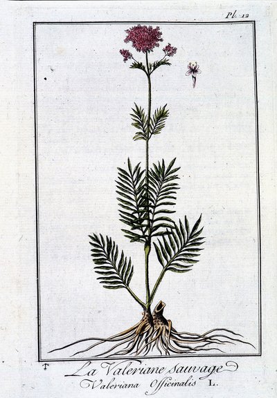 La valériane sauvage - dans «Exercice de botanique à l
