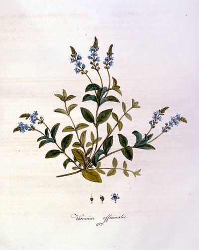 La véronique. Gravure du XIXe siècle - Unknown artist