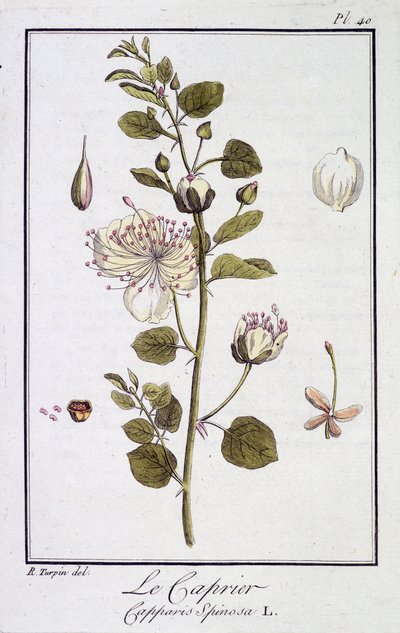 Le Caprier (Capparis Spinosa) - dans "Exercises de botanique à l