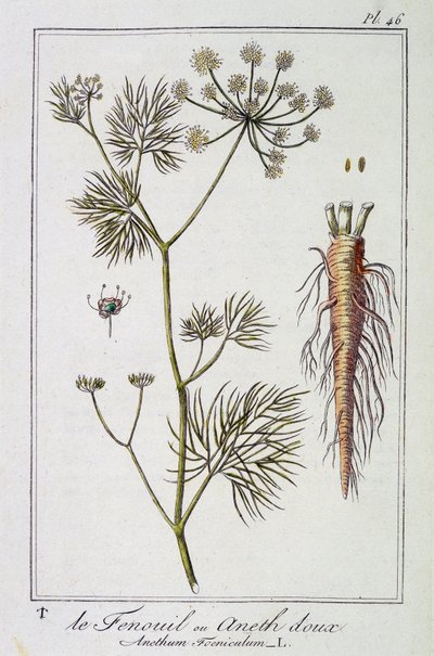 Le Fenouil ou Aneth doux (Anethum Foeniculum) - dans "Exercices de botanique à l