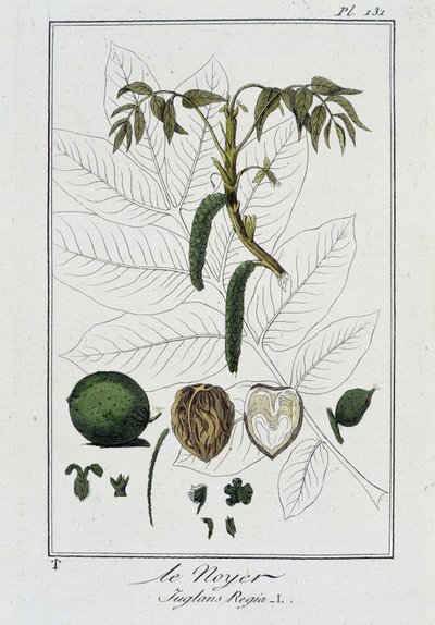Le Noyer (Juglans Regia) - dans "Exercises de botanique à l