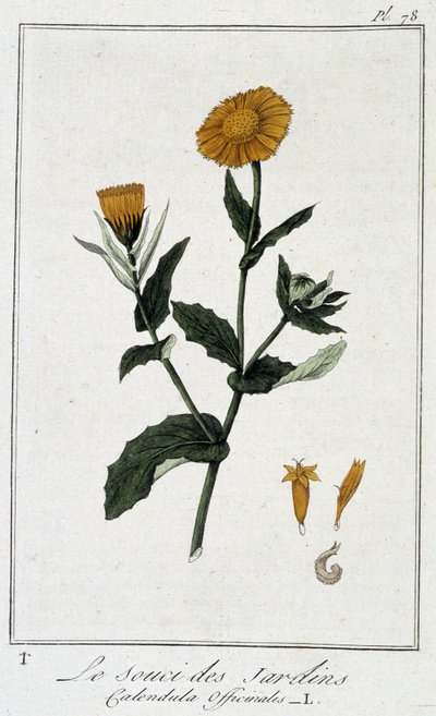 Le Souci des Jardins (Calendula Officinalis) - dans « Exercices de botanique à l