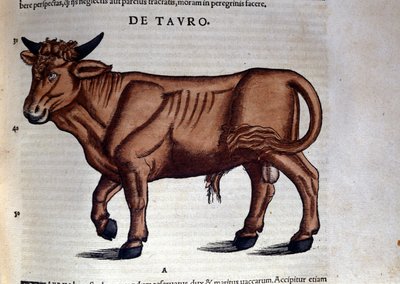 Le Taureau. dans Historia Animalium par Conrad Gesner (1516 - 1565), Tiguri - Unknown artist