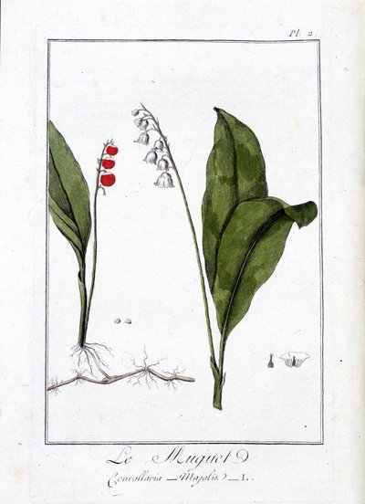 Le Muguet (Convallaria Majalis) - dans "Exercises de botanique à l
