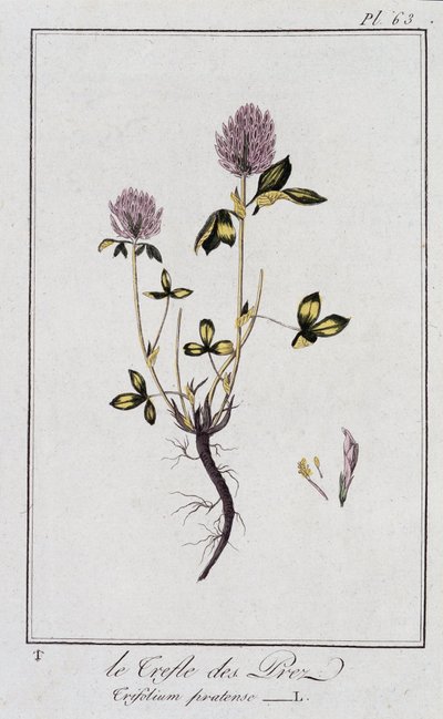 Le trèfle des prés (Trifolium pratense) - dans «Exercices de botanique à l