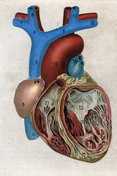Le cœur. dans « La nouvelle médication naturelle » par F.E. Bilz. 1898 - Unknown artist