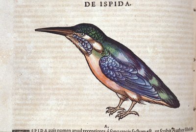 Le guêpier dans Historia Animalium de Conrad Gesner (1516 - 1565), Tiguri - Unknown artist