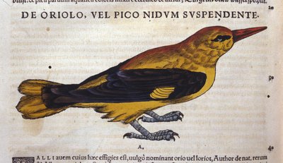 Le pic dans Historia Animalium par Conrad Gesner (1516 - 1565), Tiguri - Unknown artist