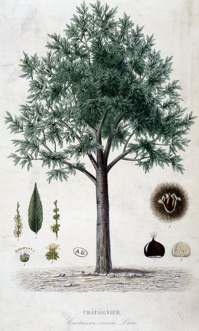 Feuilles, fruits et châtaignier, planche botanique - Unknown artist