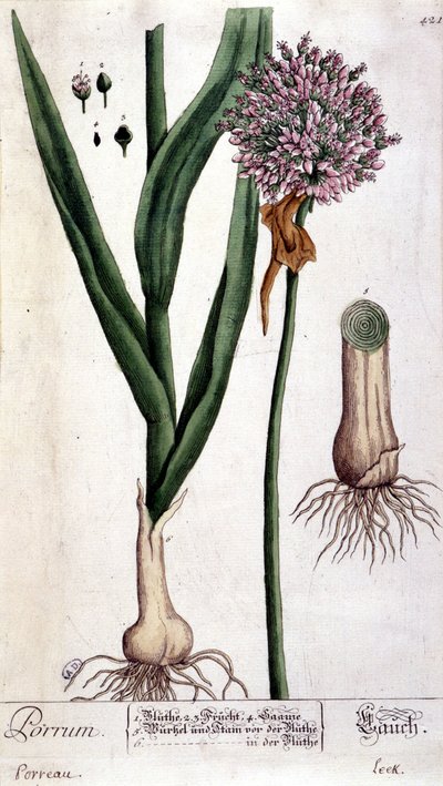 Poireau - planche botanique - Unknown artist
