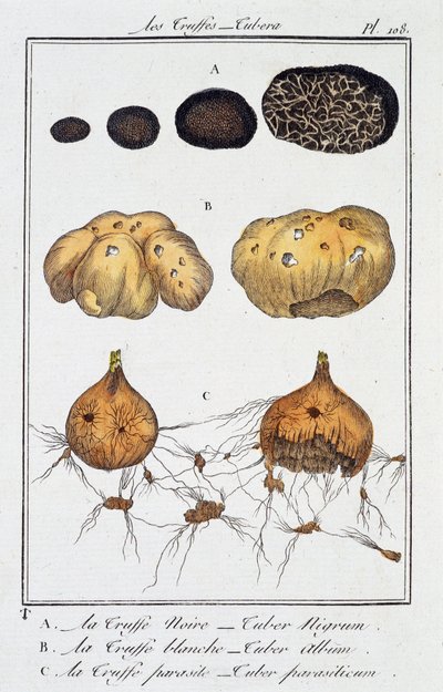 Les Truffes (Tubera) - dans "Exercises de Botanique à l