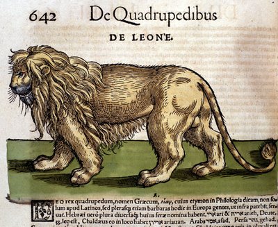 Lion d