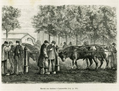 Bétail marchant à Leeuwarden (Pays-Bas). Gravure pour illustrer le récit La Frise, basé sur un article de journal néerlandais, dans Le Tour du monde 1886, dirigé par Édouard Charton (1807-1890), Hachette, Paris. - Unknown artist