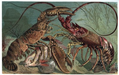 Homard et langouste - Homarus et langouste européenne - gravure de 