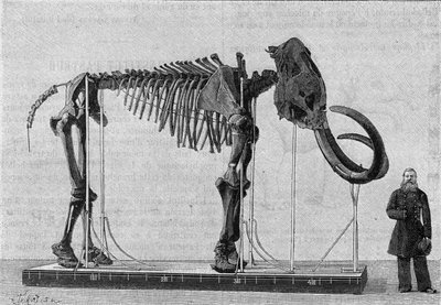 Squelette de mammouth (elephas primigenius) découvert sur les rives de la mer de Glace près de l