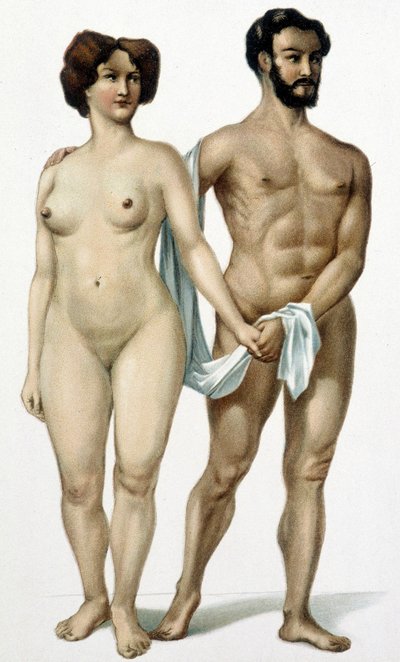Homme et femme - livre de médecine, fin XIXe siècle - Unknown artist
