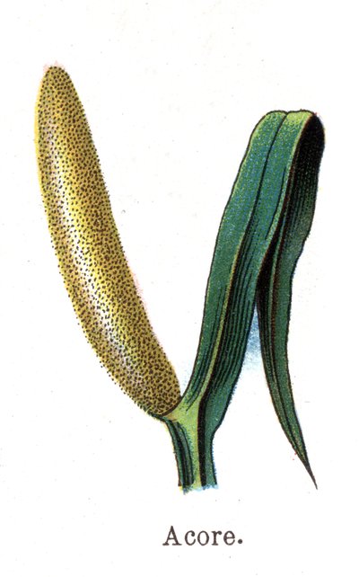 Plantes botaniques médicinales et alimentaires : acore. Gravure dans "La médication naturelle", par Friedrich Eduard Bilz (1842-1922) - Unknown artist