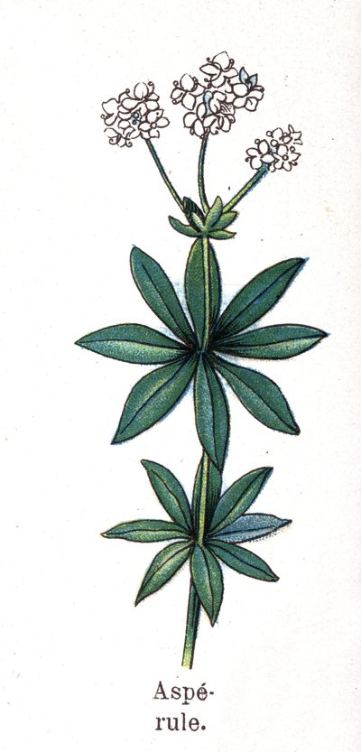Plantes botaniques médicinales et alimentaires : aspérule. Gravure dans "La médication naturelle" de Friedrich Eduard Bilz (1842-1922) - Unknown artist