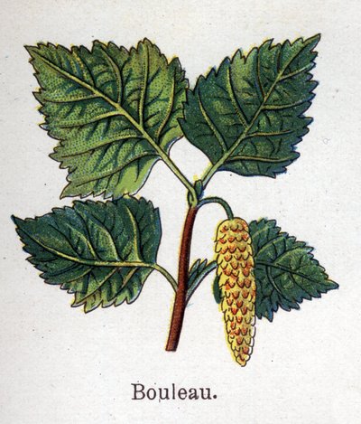 Plantes botaniques médicinales et alimentaires : bouleau. Gravure dans "La médication naturelle" de Friedrich Eduard Bilz (1842-1922) - Unknown artist