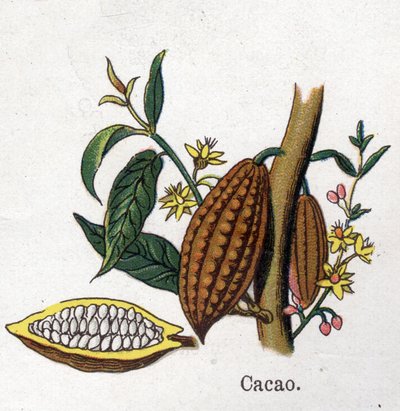 Plantes botaniques médicinales et alimentaires : cacao. Gravure dans "La médication naturelle" de Friedrich Eduard Bilz (1842-1922) - Unknown artist
