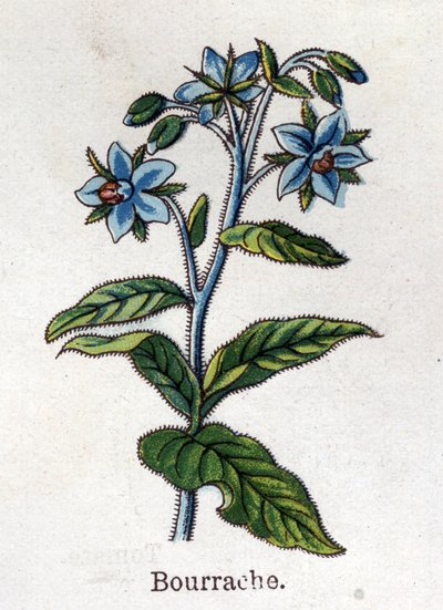 Plantes botaniques médicinales et alimentaires : canneberge. Gravure dans "La médication naturelle" de Friedrich Eduard Bilz (1842-1922) - Unknown artist
